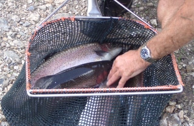 Caught fish in a small net